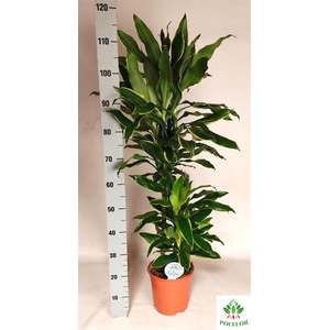 Dracaena fragrans Golden Coast 21Ø 110cm 3pp