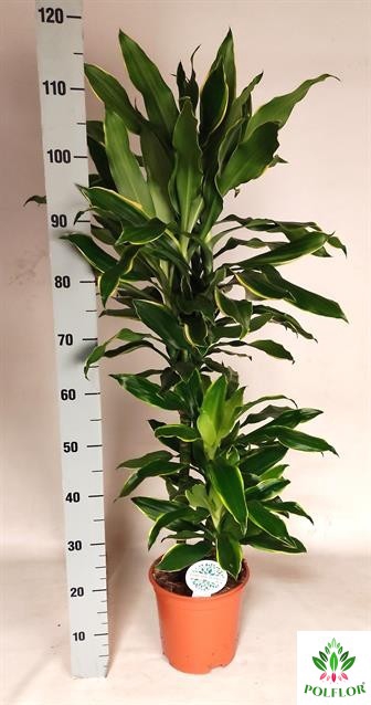 Dracaena fragrans Golden Coast 21Ø 110cm 3pp