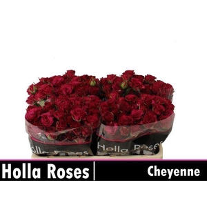 ROSA TR 'CHEYENNE'