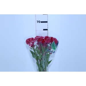 CELOSIA CARMINE CHIEF 060 CM VINHO