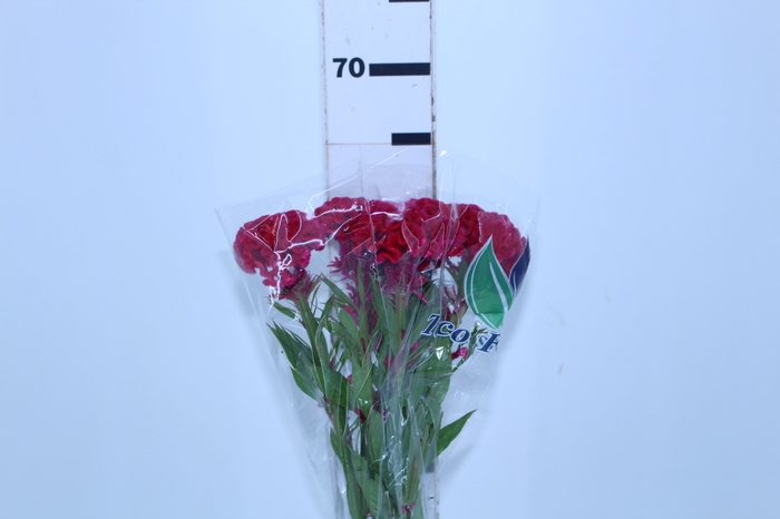 CELOSIA CARMINE CHIEF 060 CM VINHO