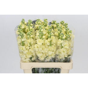Matthiola Iron Yellow