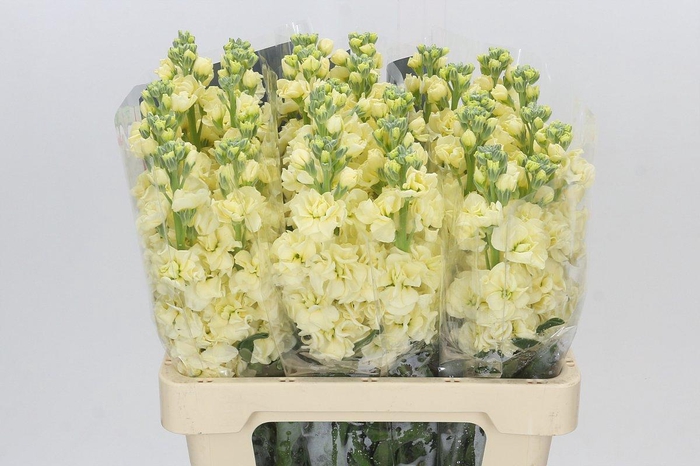 <h4>Matthiola Iron Yellow</h4>