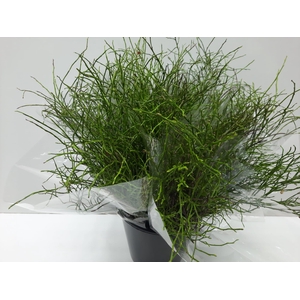 Mono Heidelbeer per bos