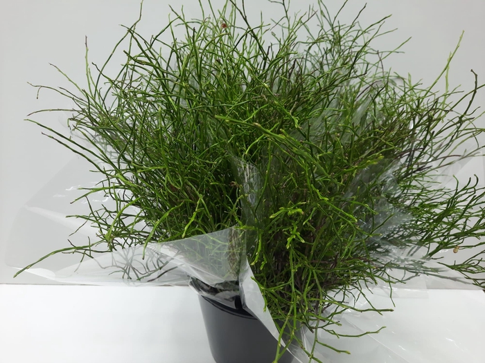 <h4>Mono Heidelbeer per bos</h4>