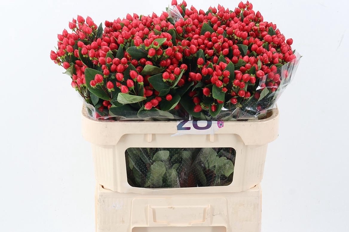 <h4>Hyp Red Pac Spray</h4>