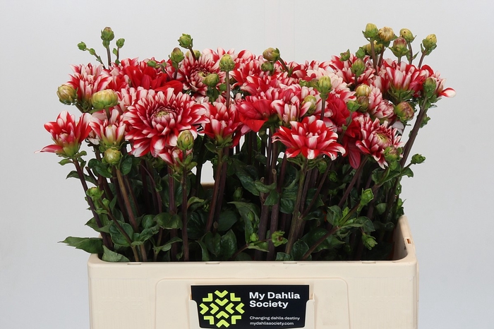 <h4>Dahlia Nagano</h4>