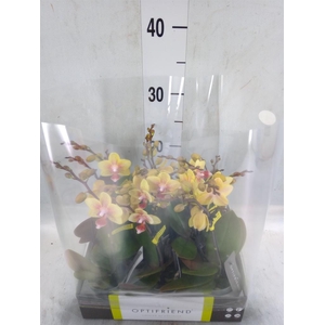 Phalaenopsis multi.   ...orange