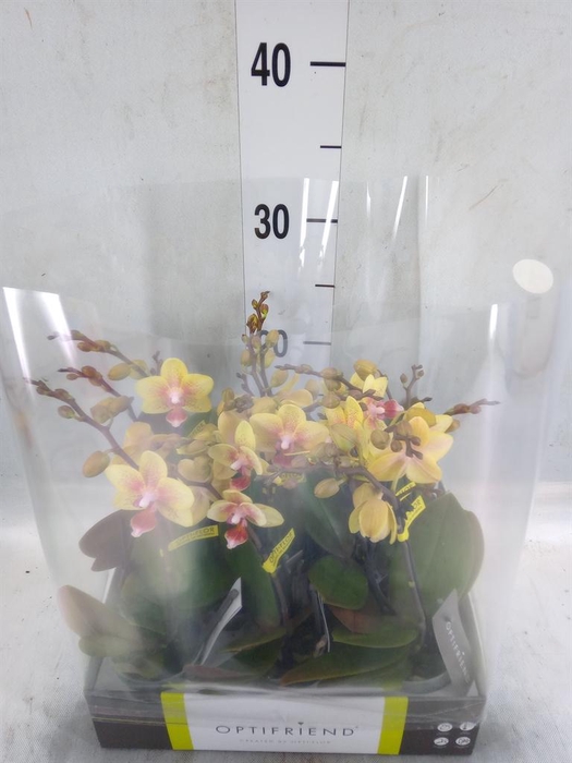 <h4>Phalaenopsis multi.   ...orange</h4>