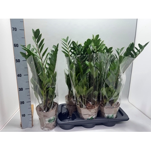 ZAMIO ZAMIIFOLIA