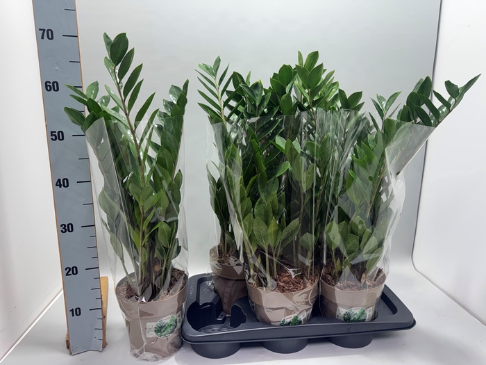 <h4>ZAMIO ZAMIIFOLIA</h4>