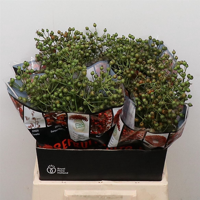 <h4>Rosa Aut Rosefruits</h4>