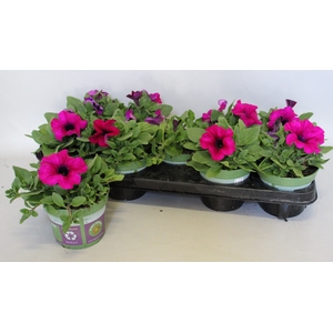 Petunia sanguna mega Purple
