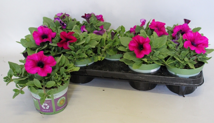 <h4>Petunia sanguna mega Purple</h4>