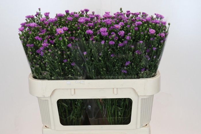 <h4>Aster Casarosa</h4>