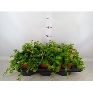Peperomia rotundifolia