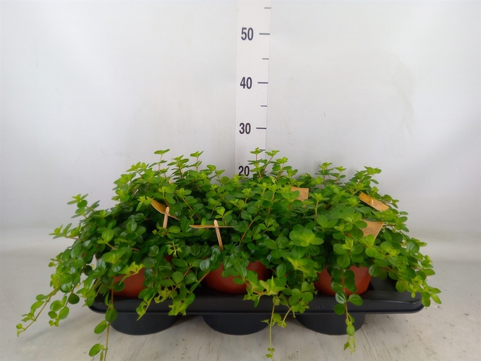 <h4>Peperomia rotundifolia</h4>