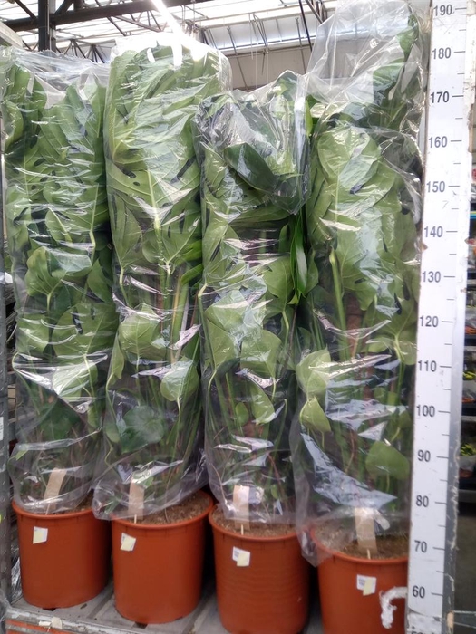 <h4>Monstera delic.</h4>