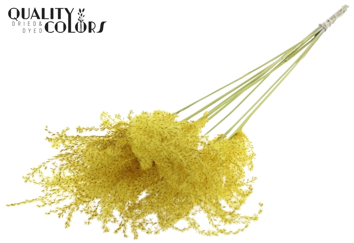 <h4>Miscanthus 5 pcs/bunch Yellow</h4>
