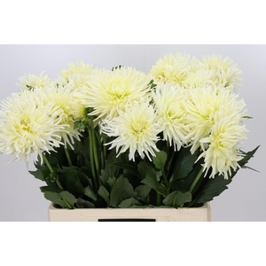 Dahlia Spider Wit
