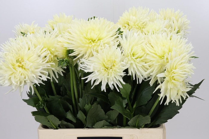 <h4>Dahlia Spider Wit</h4>