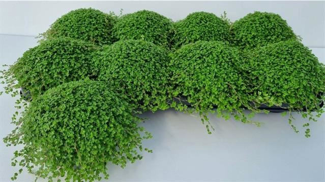 <h4>Soleirolia soleirolii   ...green</h4>