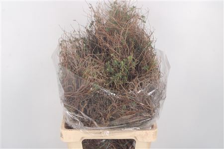 <h4>Euphorbia Spinosa Long 500gram</h4>