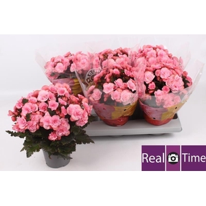 BEG DU MO 2 JOY PINK