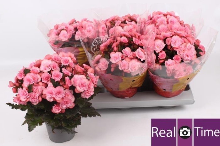 <h4>BEG DU MO 2 JOY PINK</h4>