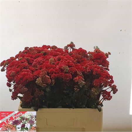 <h4>Sedum Magical Lizzy</h4>
