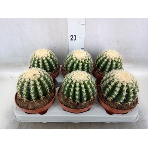 Echinocactus grusonii forma interme