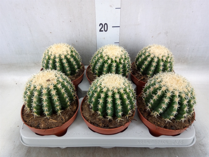 <h4>Echinocactus grusonii forma interme</h4>
