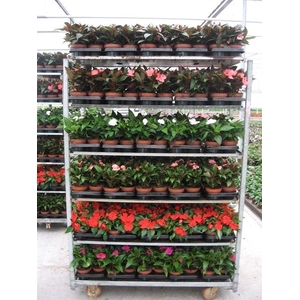 Impatiens New Guinea Grp mixkar 6 kleuren