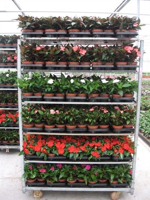 <h4>Impatiens New Guinea Grp mixkar 6 kleuren</h4>