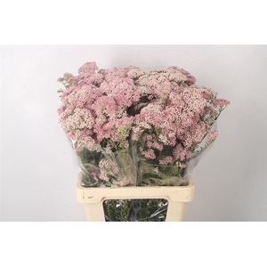 Ozoth Cook Tall Pink Per Bunch