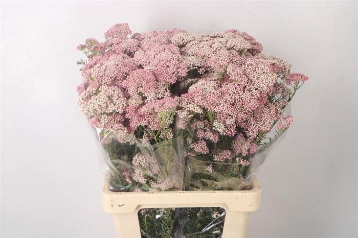 <h4>Ozoth Cook Tall Pink Per Bunch</h4>