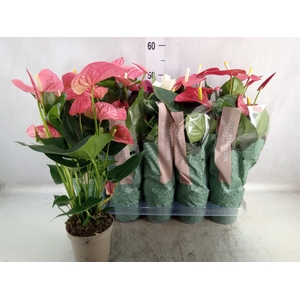 Anthurium   ...mix