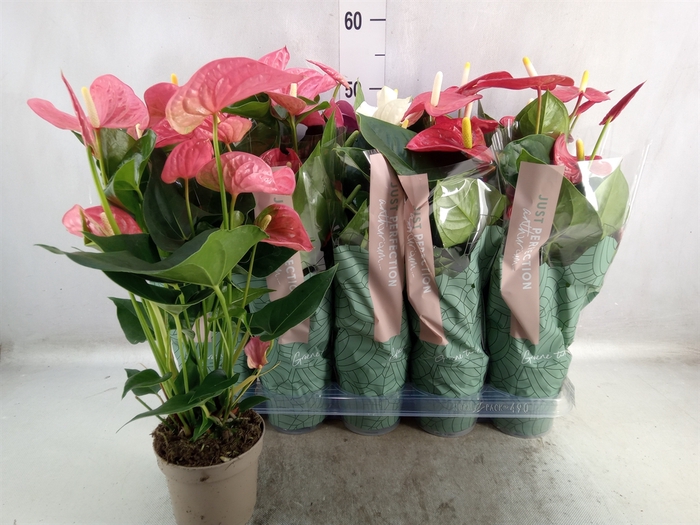 <h4>Anthurium   ...mix</h4>