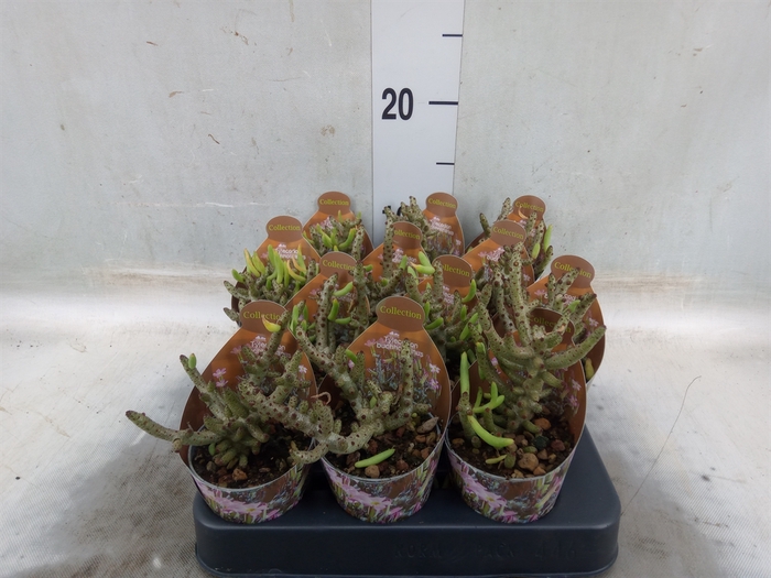 <h4>Succulents   ...</h4>