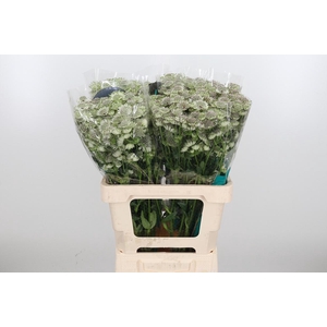 Astr Billion Star Xl