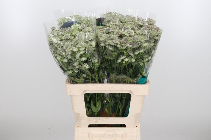 <h4>Astr Billion Star Xl</h4>