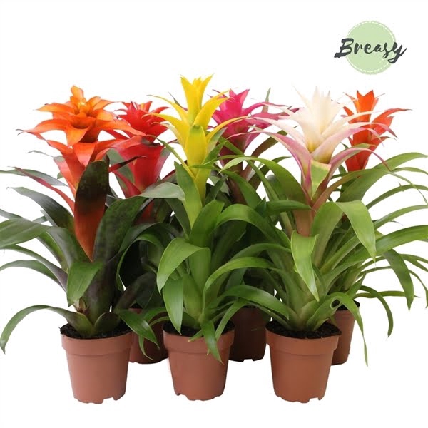 <h4>Guzmania Cupcake</h4>