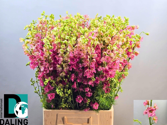 <h4>CONS R Q ROSE</h4>