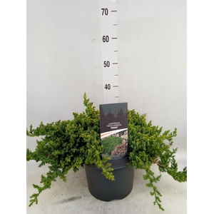 Juniperus procumbens 'Nana'