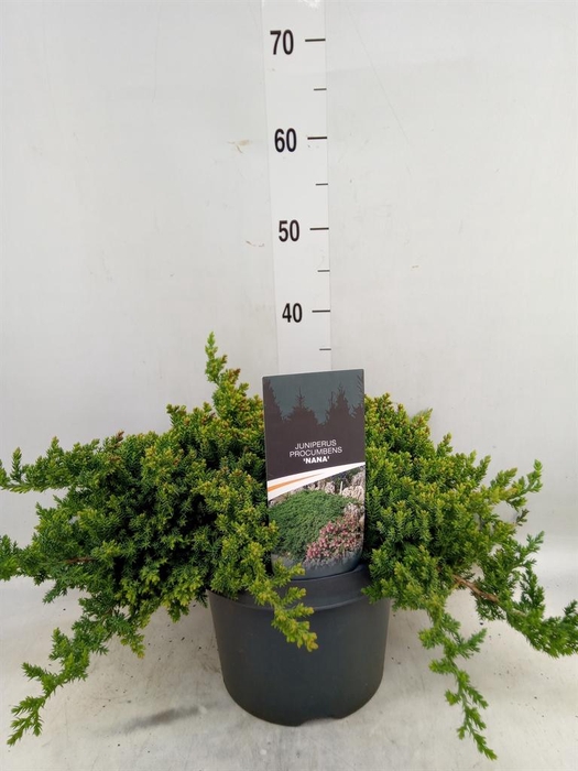 <h4>Juniperus procumbens 'Nana'</h4>