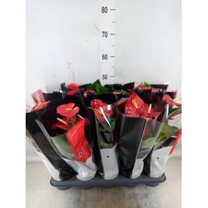 Anthurium andr. 'Royal Champion'