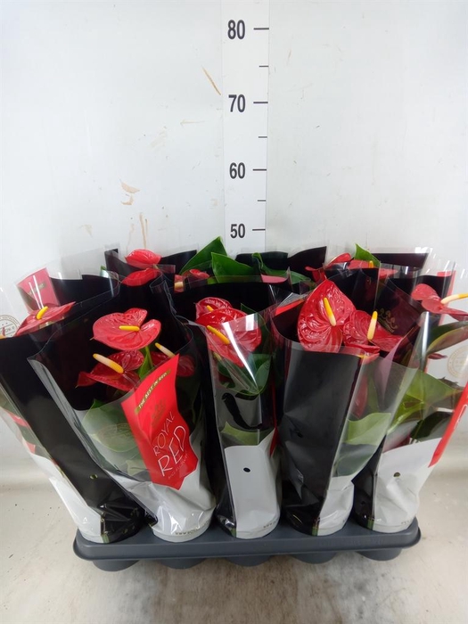 <h4>Anthurium andr. 'Royal Champion'</h4>