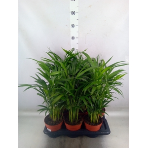 Dypsis lutescens   ...Chrysalidoca