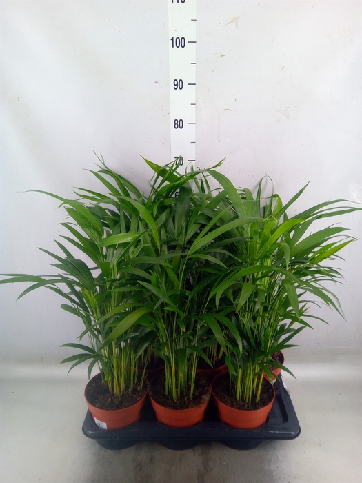 <h4>Dypsis lutescens   ...Chrysalidoca</h4>