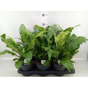 Asplenium nidus 'Campio'